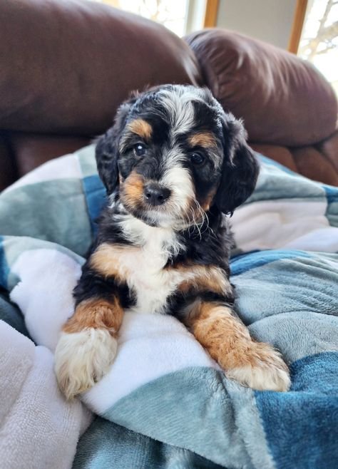Aussiedoodle